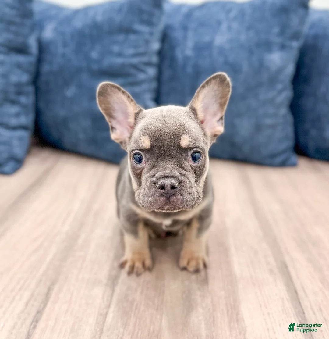 French Bulldog dogs for sale: Marco - Ad 2