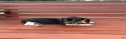 Miniature Dachshund dogs for sale: Violet - Ad 6
