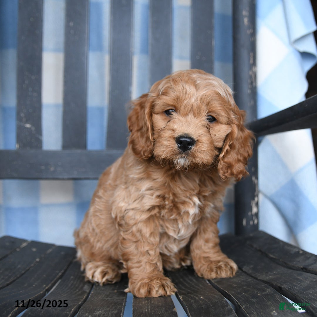 Cockapoo dogs for sale: Ronny - Ad 3