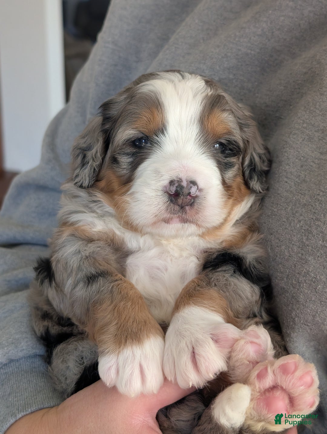 Mini Bernedoodle dogs for sale: Mini Baker  - Ad 4