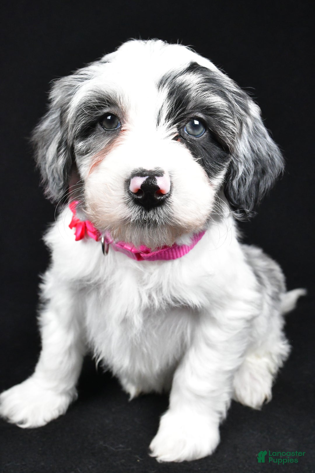 Sheepadoodle dogs for sale: Cassie - Ad 5