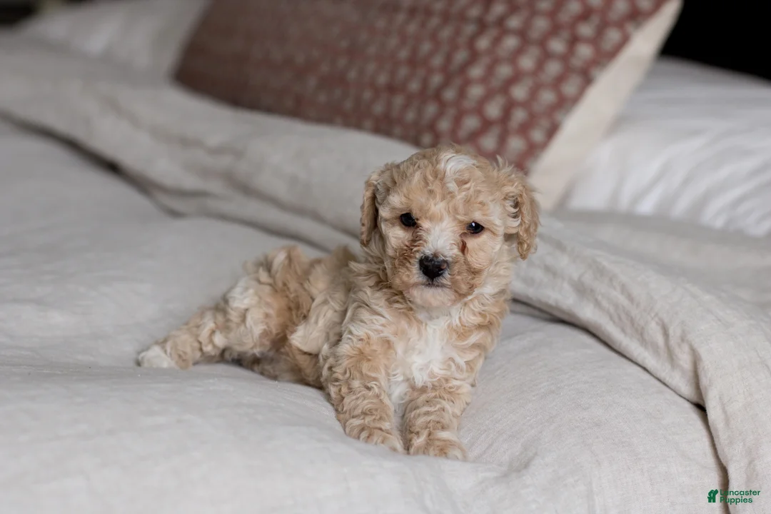 Bichpoo dogs for sale: Ruby - Ad 2