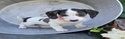 Miniature Dachshund dogs for sale: Teresa - Ad 6
