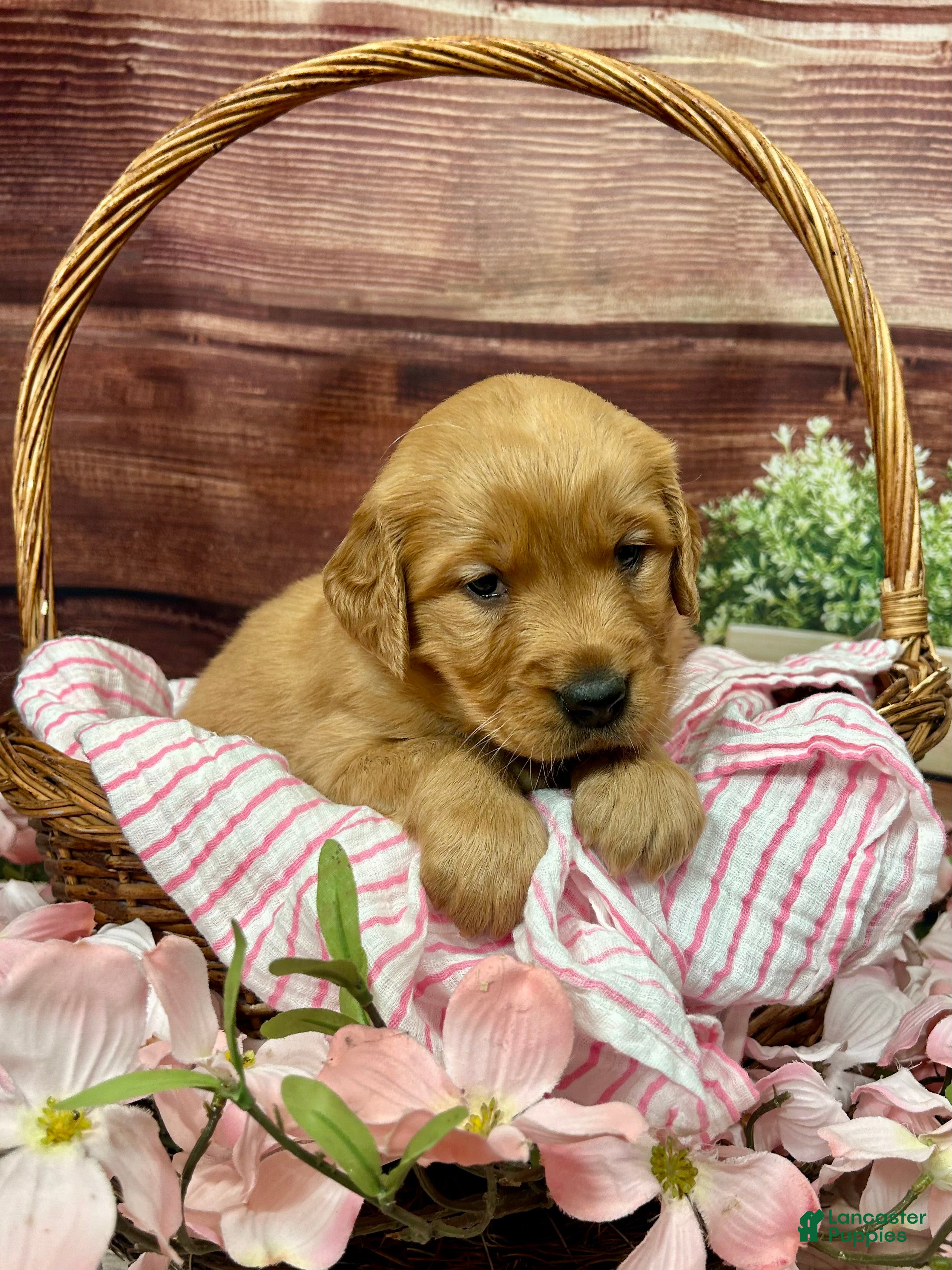 Golden Retriever dogs Annabelle  - Ad 1