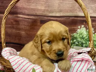 Golden Retriever dogs for sale: Annabelle - Ad 3