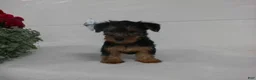 Yorkshire Terrier dogs for sale: Bella - Ad 5