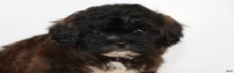 Shihpoo dogs for sale: Snickers - Ad 2