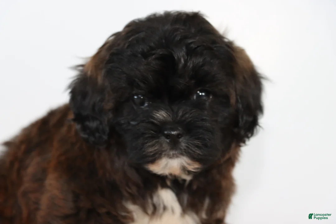 Shihpoo dogs for sale: Snickers - Ad 2