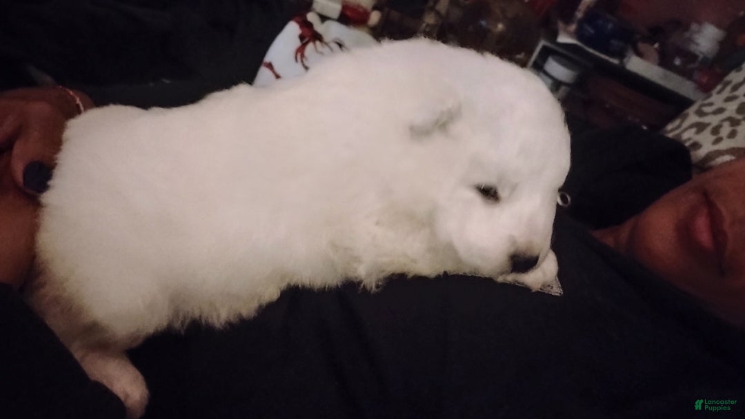 Samoyed dogs for sale: Samoyed Puppy 3 - Ad 1