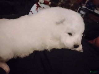 Samoyed dogs Samoyed Puppy 3 - Ad 6