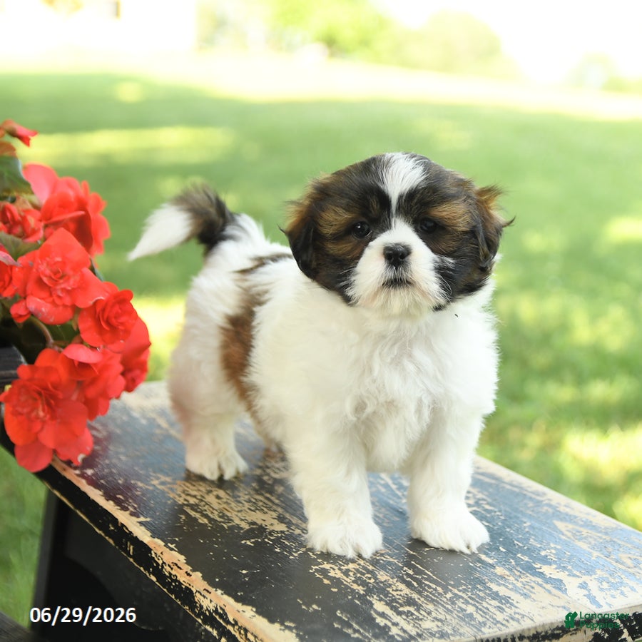 Shih Tzu dogs Lucy - Ad 2