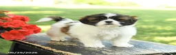 Shih Tzu dogs for sale: Lucy - Ad 2