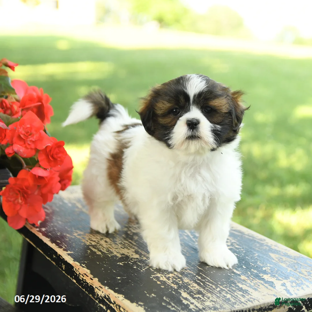 Shih Tzu dogs for sale: Lucy - Ad 2