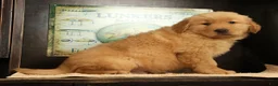 Golden Retriever dogs for sale: Chip - Ad 6