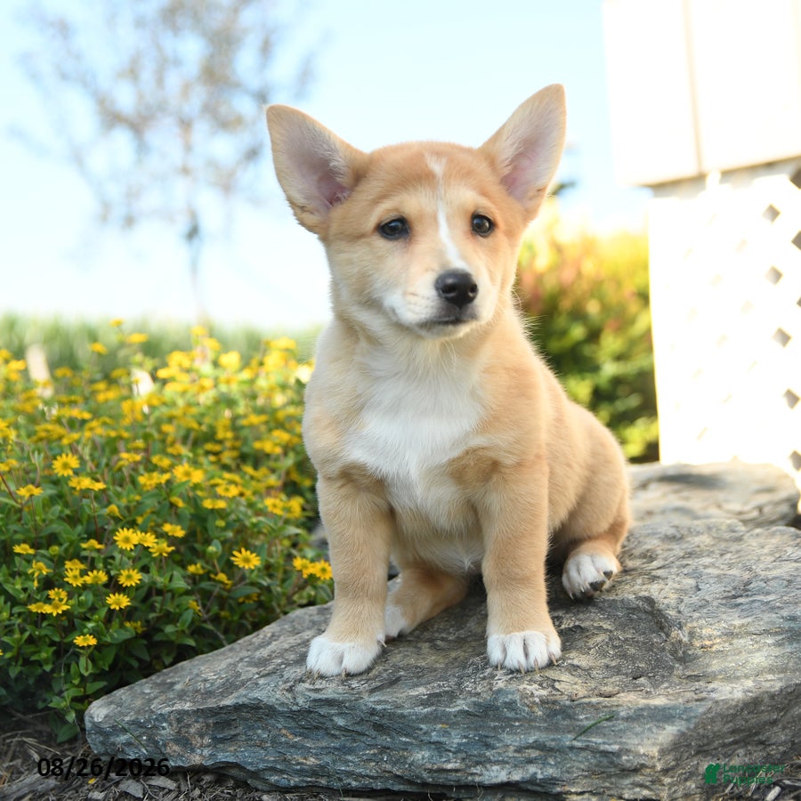 Welsh Corgi Pembroke dogs Claude - Ad 2