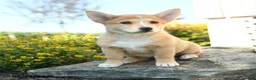 Welsh Corgi Pembroke dogs for sale: Claude - Ad 2