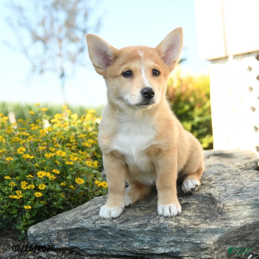 Welsh Corgi Pembroke dogs for sale: Claude - Ad 2