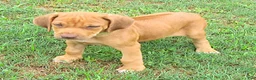Rhodesian Ridgeback dogs for sale: Rhodesian Ridgeback 1 - Ad 6