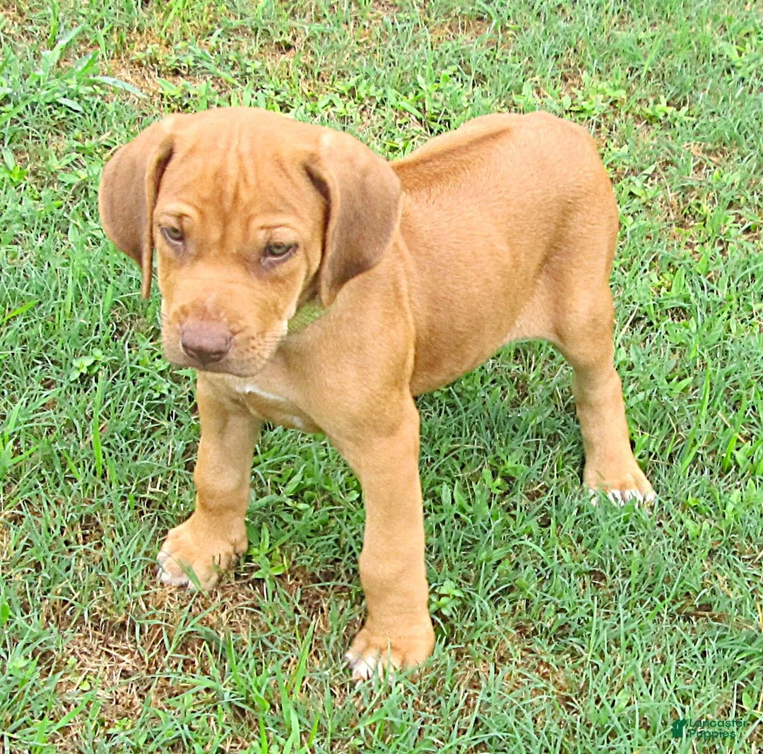 Rhodesian Ridgeback dogs for sale: Rhodesian Ridgeback 1 - Ad 6