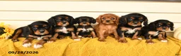 Cavalier King Charles Spaniel dogs for sale: Poe  - Ad 5