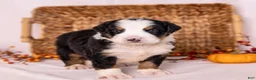 Bernese Mountain Dog dogs for sale: Ringo - Ad 1