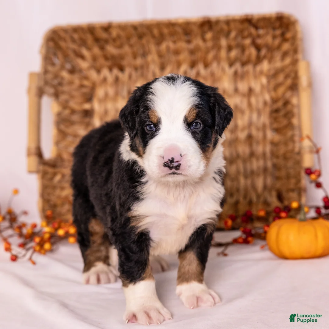 Bernese Mountain Dog dogs for sale: Ringo - Ad 1
