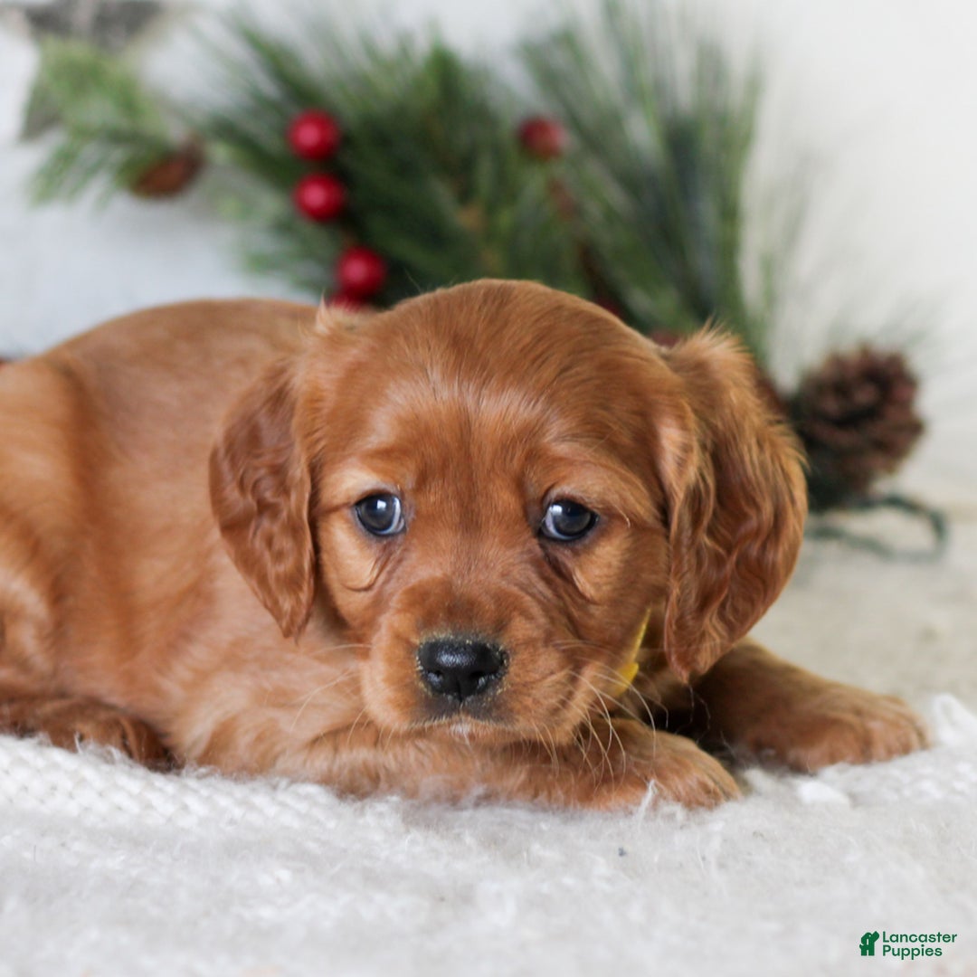 Miniature Golden Retriever dogs for sale: Dottie  - Ad 3