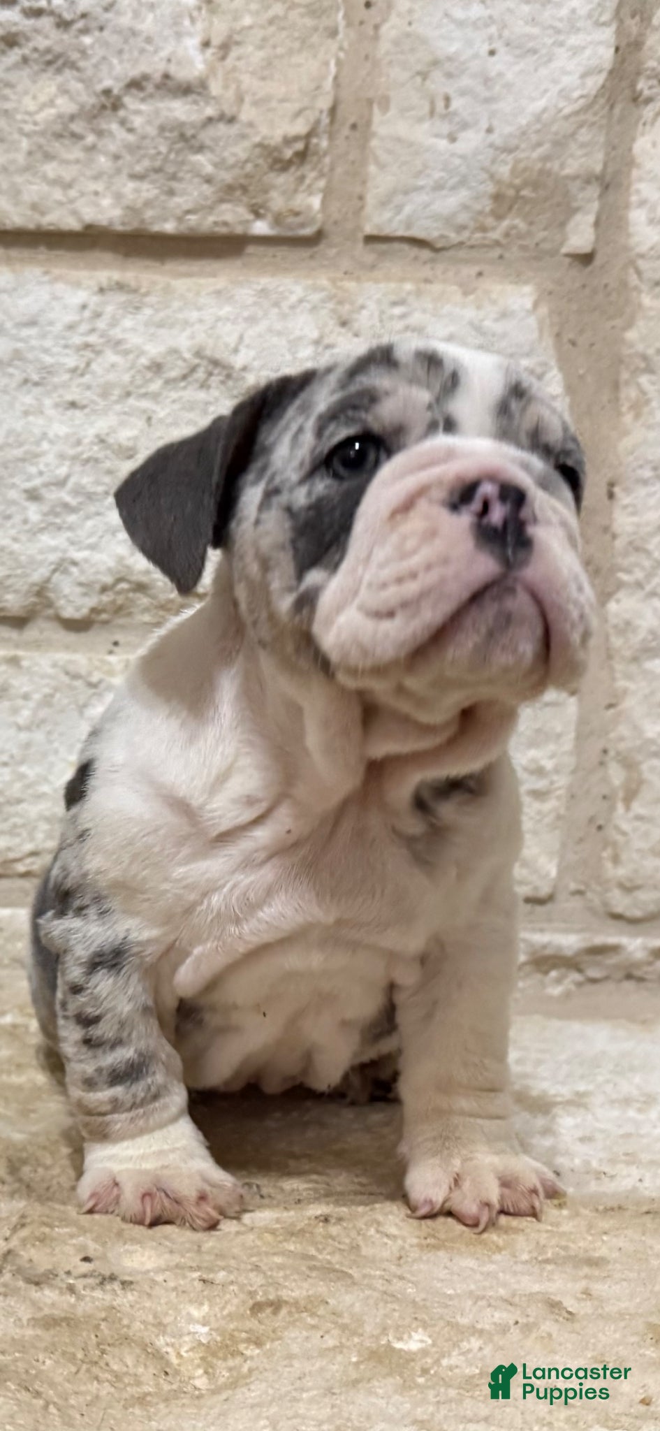 English Bulldog dogs Chase - Ad 2