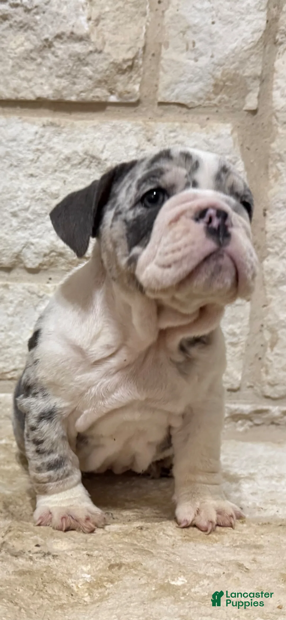 English Bulldog dogs for sale: Chase - Ad 2