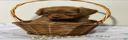 Cavapoo dogs for sale: Rudy Cavapoo  - Ad 6