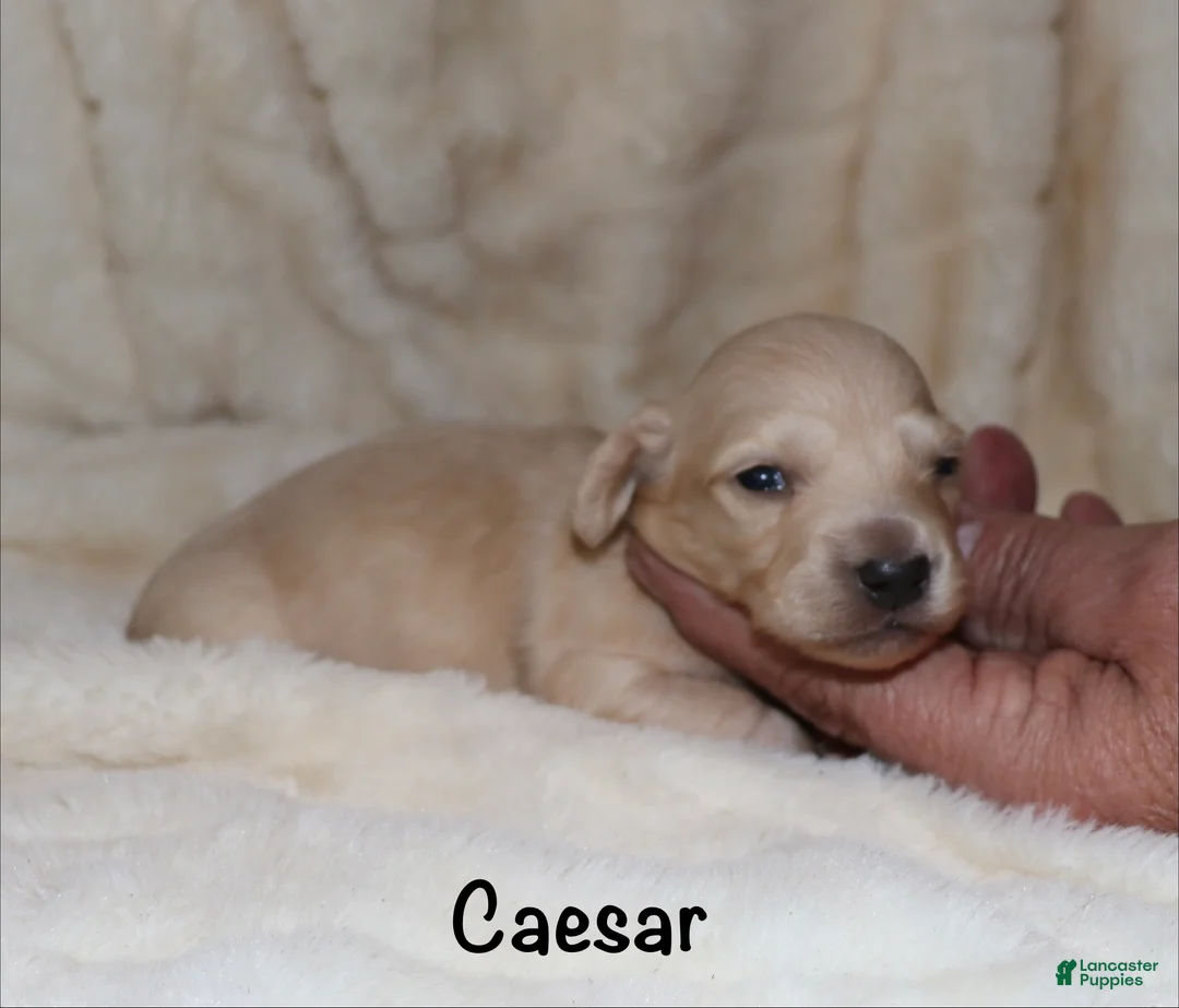 Dachshund dogs for sale: Caesar  - Ad 5