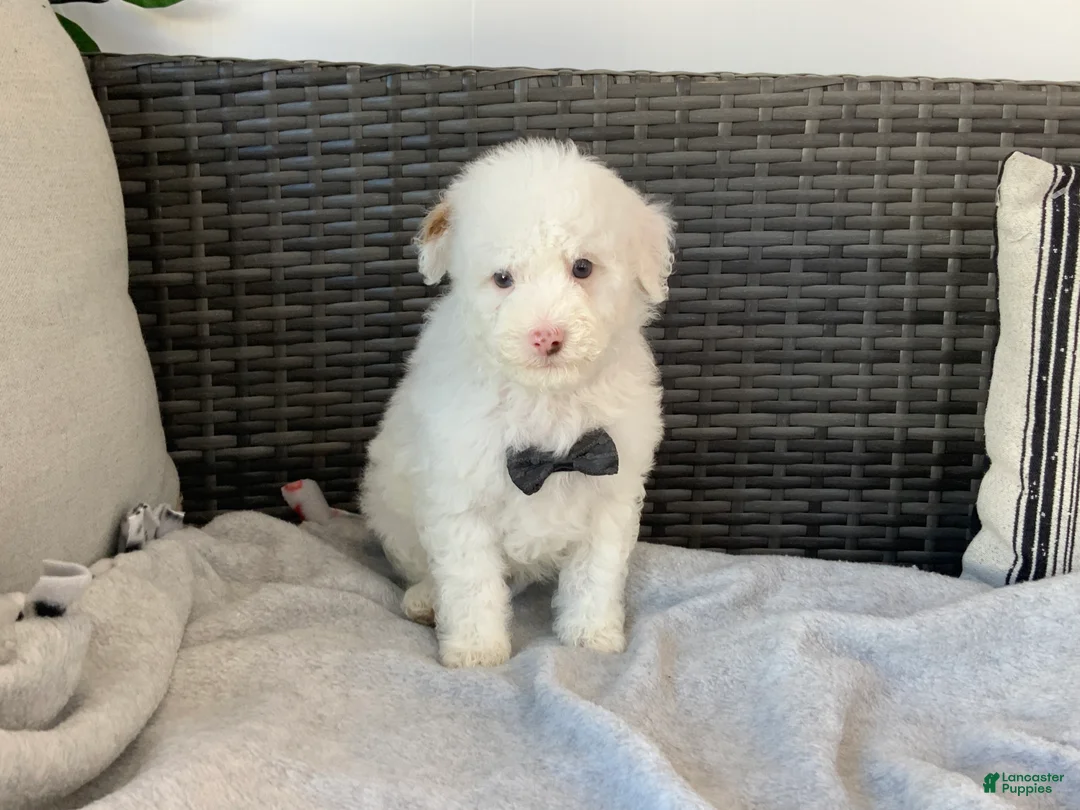 Toy Poodle dogs for sale: speller - Ad 1