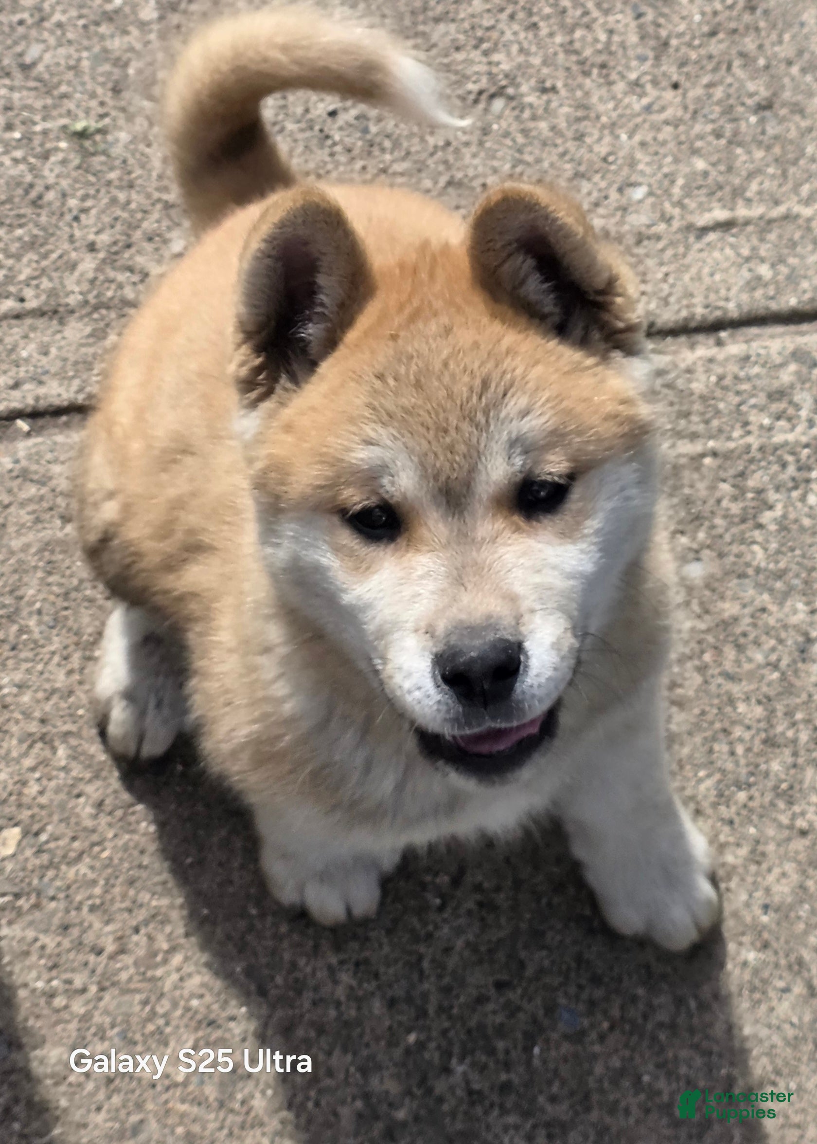 Akita dogs Akita Puppy 3 - Ad 34