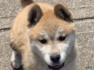 Akita dogs Akita Puppy 3 - Ad 34