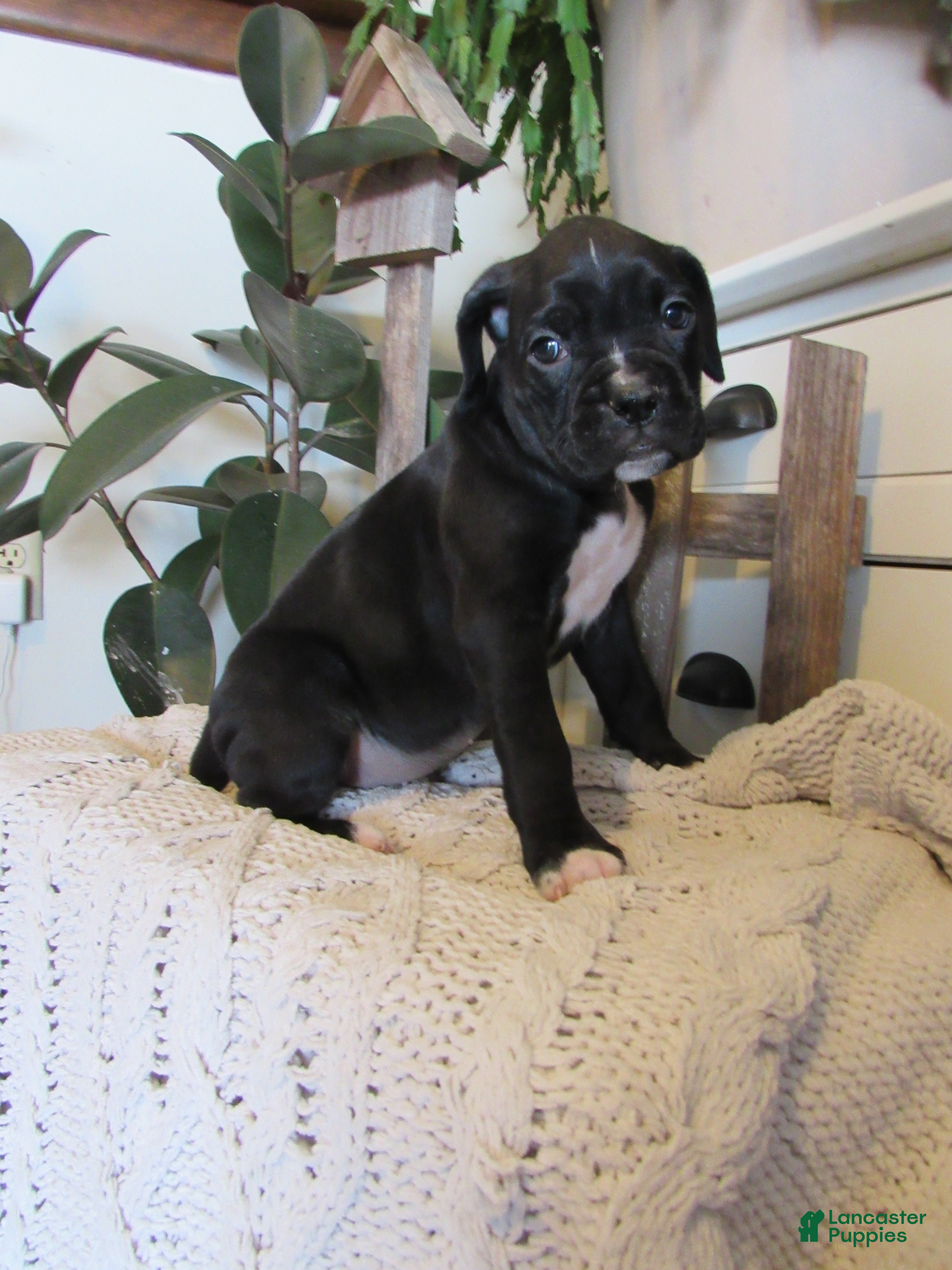 Boxer dogs for sale: Patsy - Ad 3