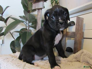 Boxer dogs Patsy - Ad 17