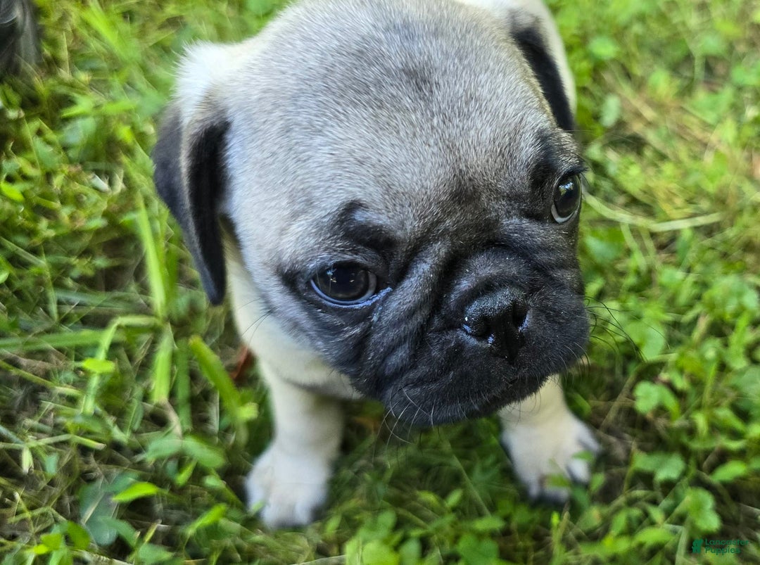 Pug dogs for sale: Derek - Ad 1