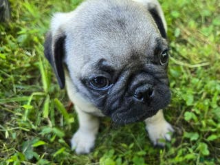Pug dogs Derek - Ad 17