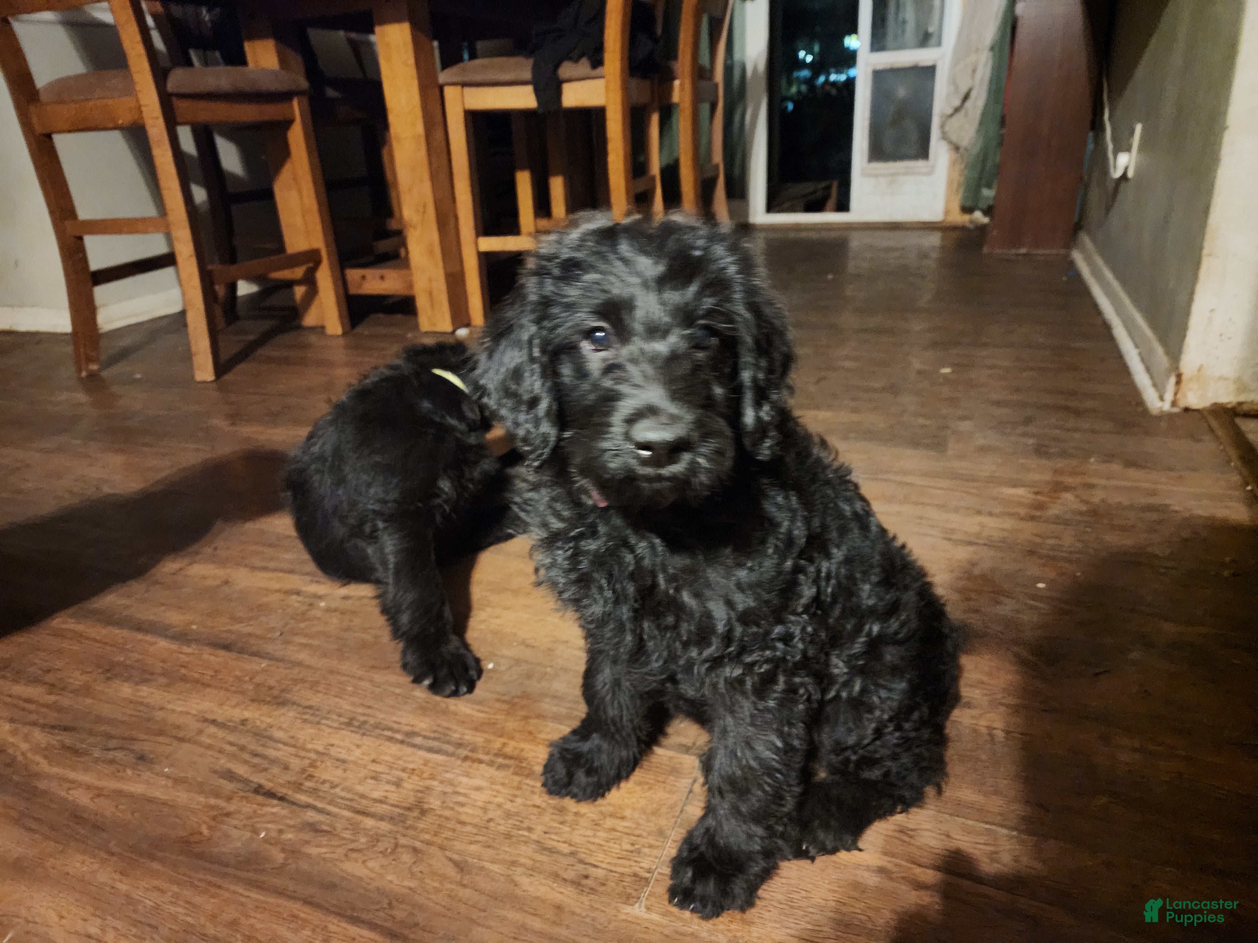 Labradoodle dogs for sale: Labradoodle pink collar - Ad 1
