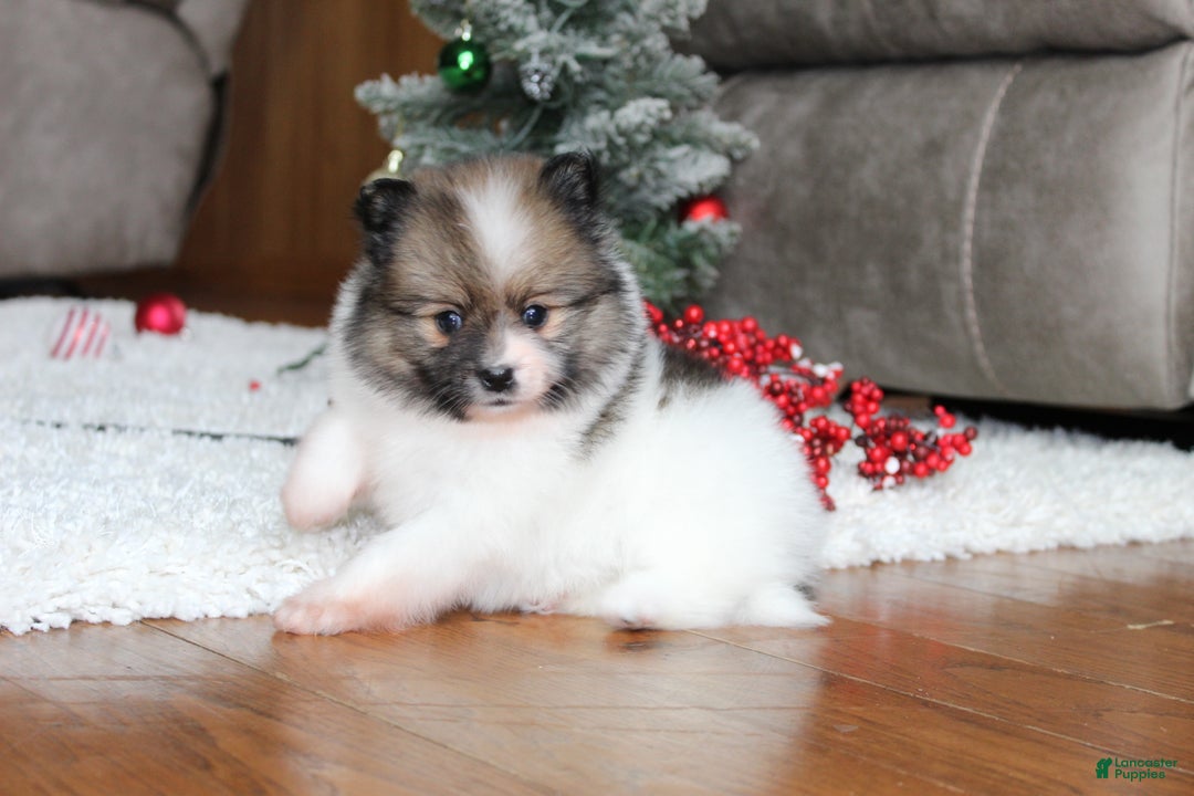 Pomeranian dogs for sale: Ethan - Ad 4