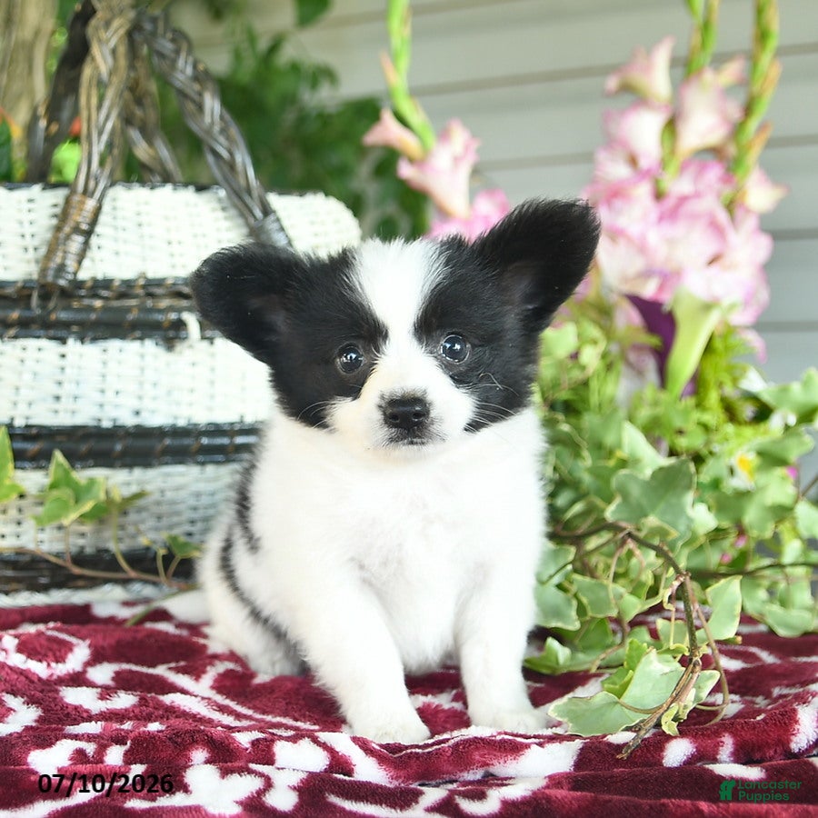 Papillon dogs Oscar  - Ad 1