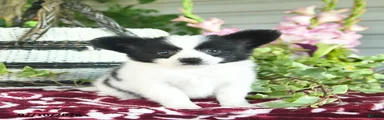 Oscar 