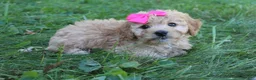 Mini Goldendoodle dogs for sale: Marla 🎀 - Ad 4