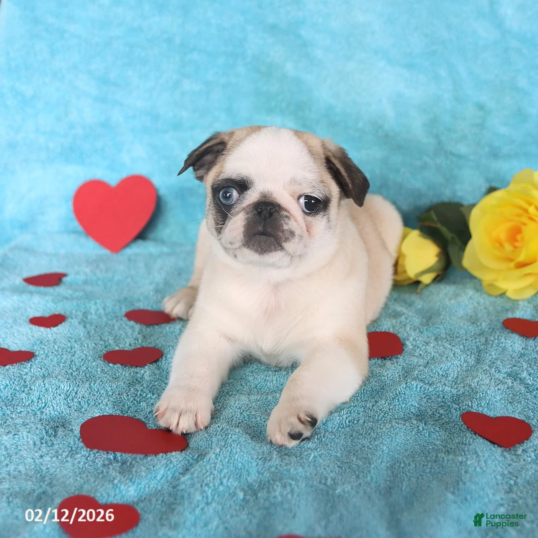 Pug dogs for sale: Greg - Ad 3