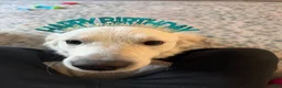 Golden Retriever dogs for sale: Golden Retriever 1 - Ad 5