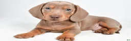 Miniature Dachshund dogs for sale: Gus - Ad 5