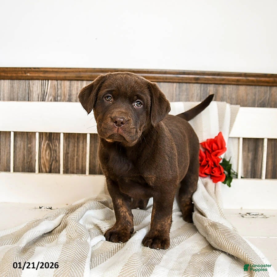 Labrador Retriever dogs Cannoli - Ad 5