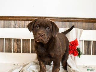 Labrador Retriever dogs Cannoli - Ad 5