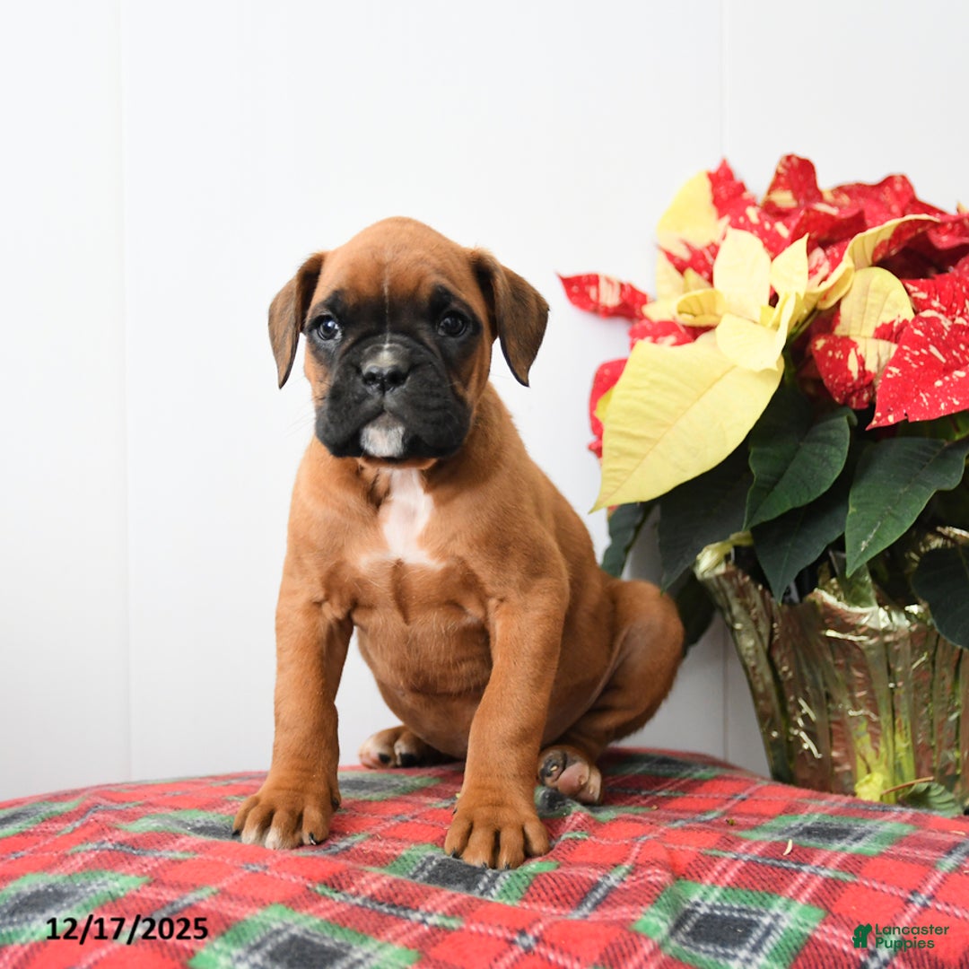 Boxer dogs for sale: Bumble - Ad 3