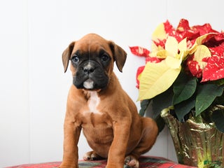 Boxer dogs Bumble - Ad 31